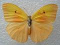 Phoebis avellaneda aberration from cuba (internet Image property of respective owner, non-commercial use only)